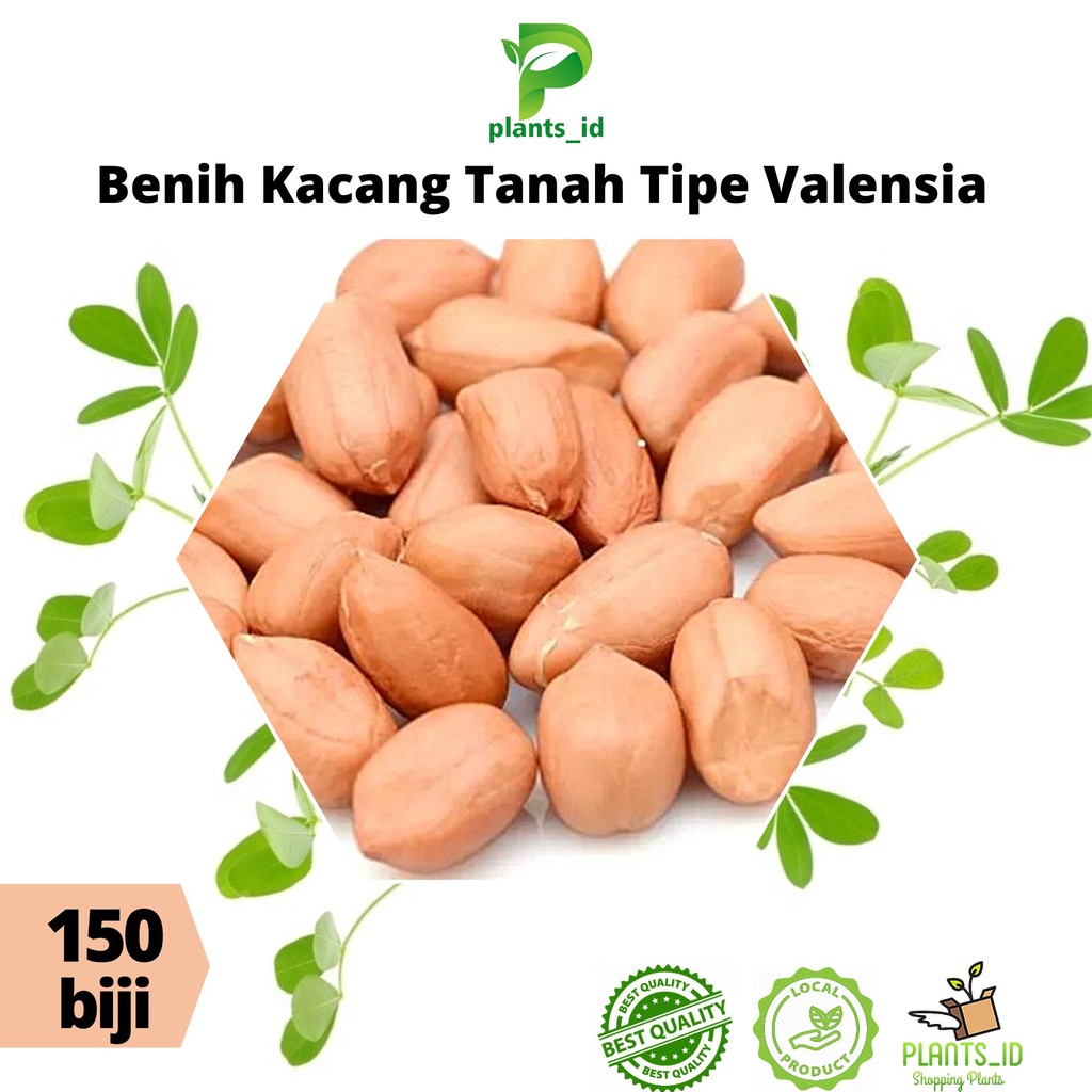 Jual Benih Bibit Kacang Tanah Valensia Kualitas Unggul Shopee Indonesia