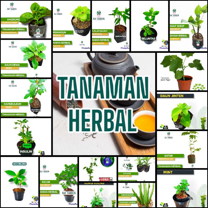 Jual Tanaman Herbal Terlengkap Aneka Jenis Tanaman Obat Toga Bibit Tanaman Herbal Daun Herbal 3113