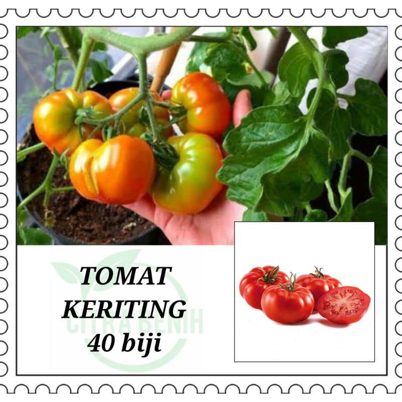 Jual 40 Biji - Benih Tomat Keriting MAWAR, Tomat lokal ranti sangat ...