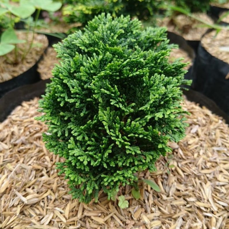 Jual Cemara inoki ( bahan bonsai ) | Shopee Indonesia