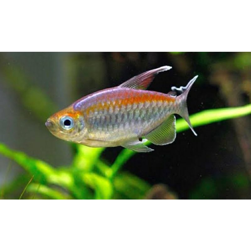 Jual HIASAN AQUARIUM CONGO TETRA Untuk 6-7 CM | Shopee Indonesia