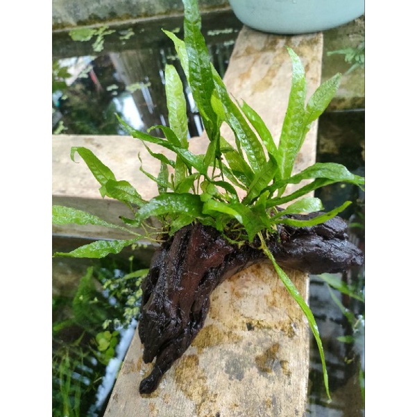 Jual kayu rentek kadaka full air tanaman aquascape | Shopee Indonesia