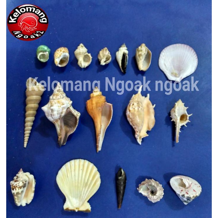 Jual Cangkang Kerang Hias 057 Shopee Indonesia