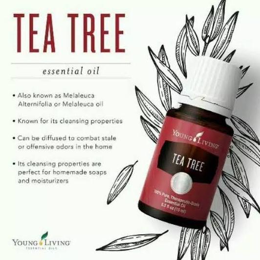 Jual oil yl original young living tea tree essentials oil