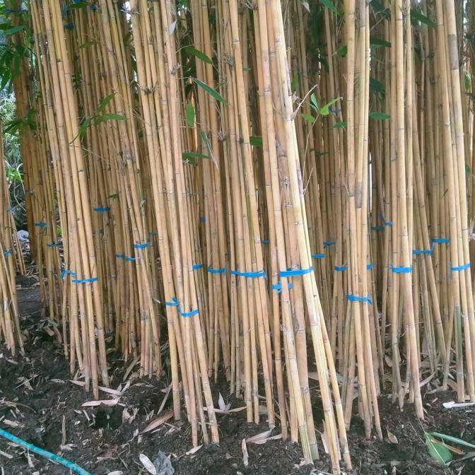 Jual Pohon Bambu Kuning Panda Pohon Bambu Hias Harga Perrumpun