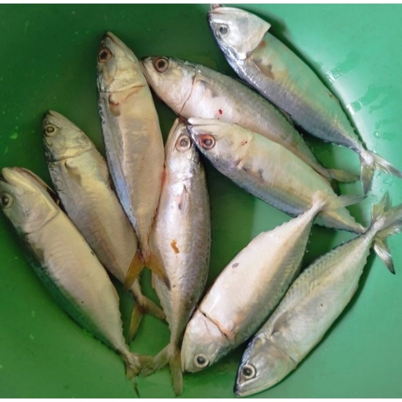 Jual Ikan Kembung Mata Belo 1 Kg Shopee Indonesia