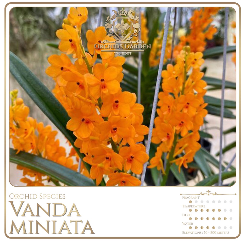 Jual ORCHIDSGARDEN Vanda miniata Anggrek Spesies Ascocentrum miniatum ...