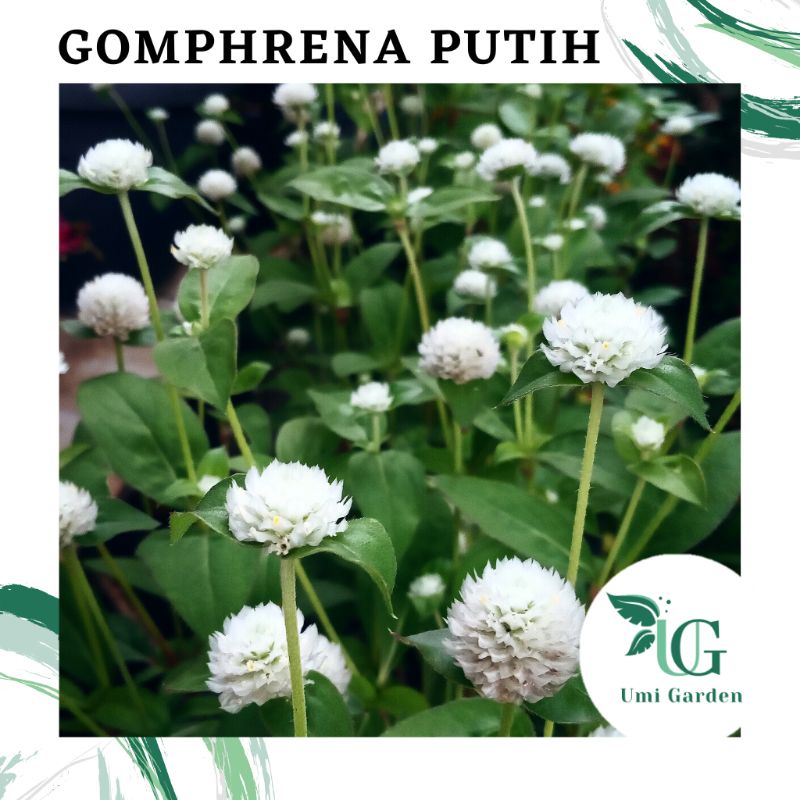 Jual 100 Biji Benih Bunga Gomphrena Kenop Putih Tanaman Hias Bunga ...