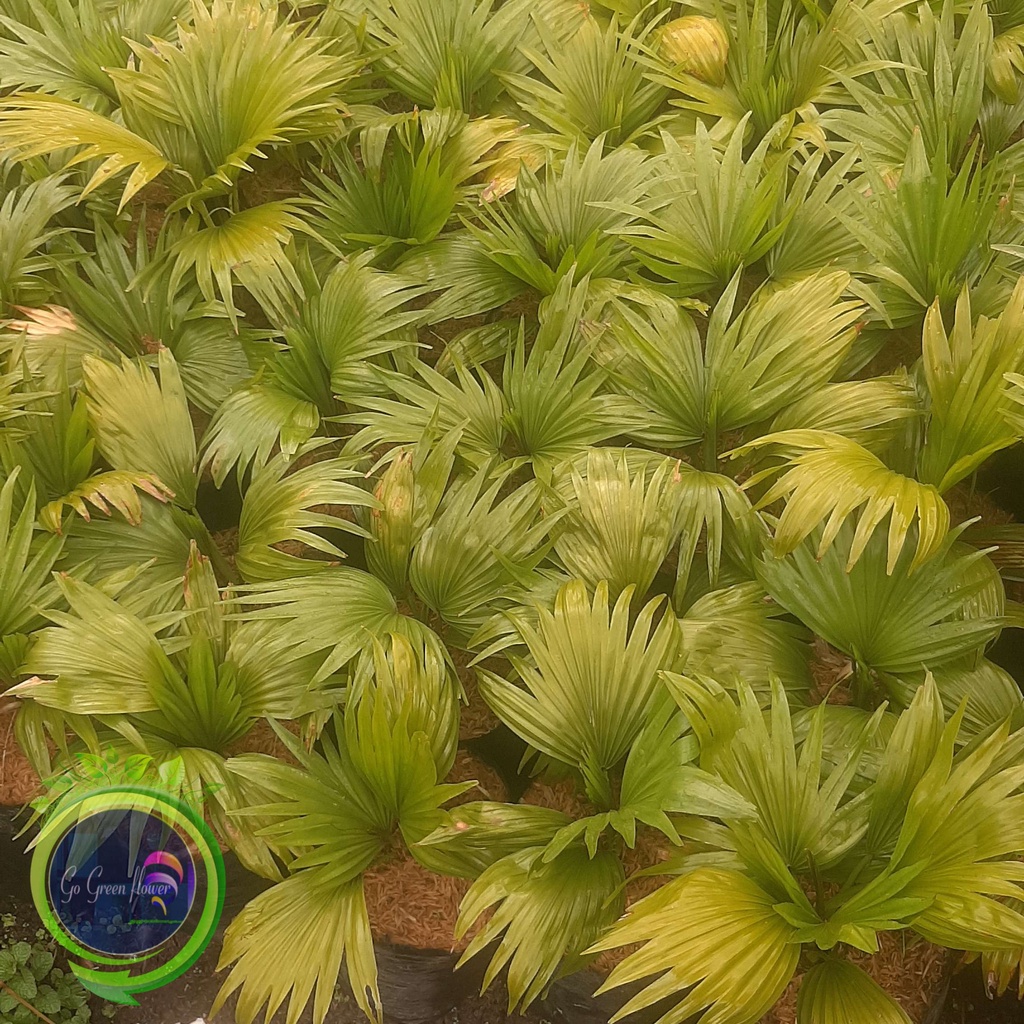 Jual PALEM KIPAS tanaman perdu GOGREENFLOWER palem raja TANAMAN ...