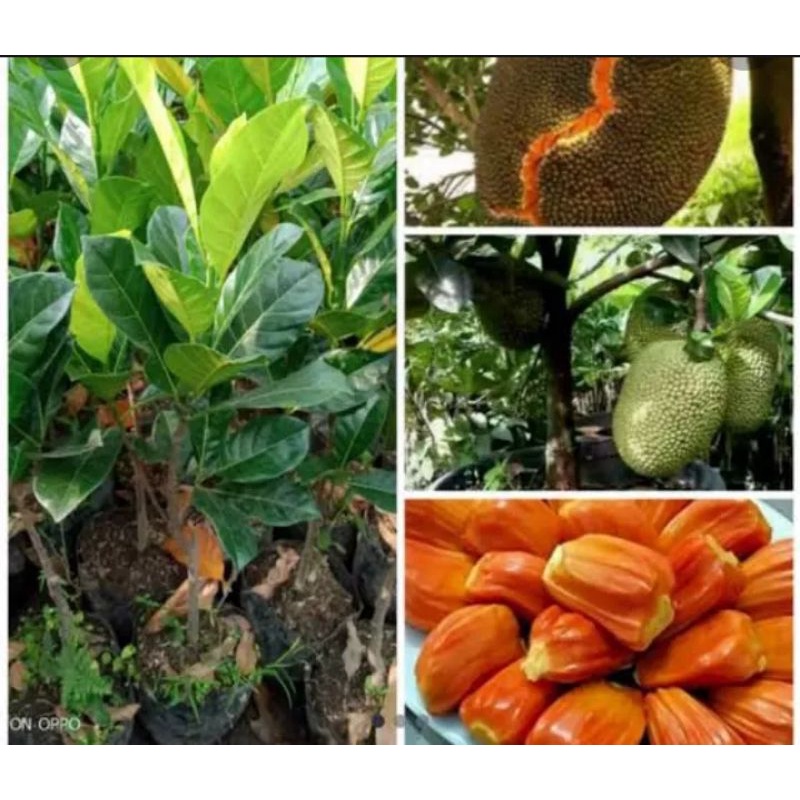 Jual Bibit nangka merah ungul siap berbuah ( hasil semaiyan i) | Shopee ...