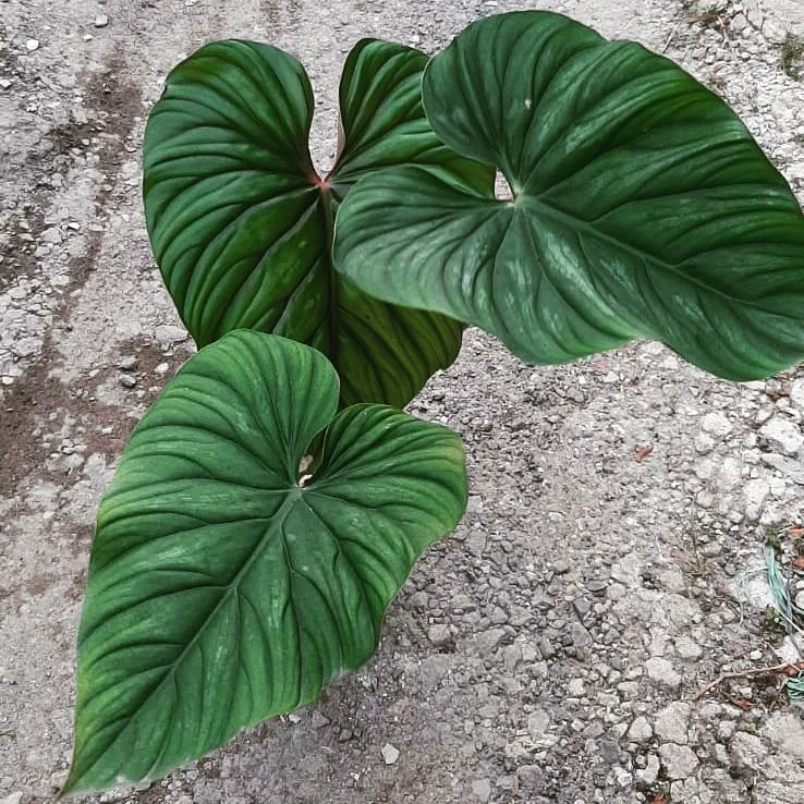 Jual *Promo* Philodendron Plowmanii Black Face | Shopee Indonesia