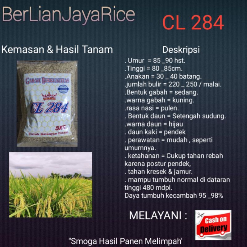 Jual Benih Padi Cl284 Kemasan 5kg Shopee Indonesia