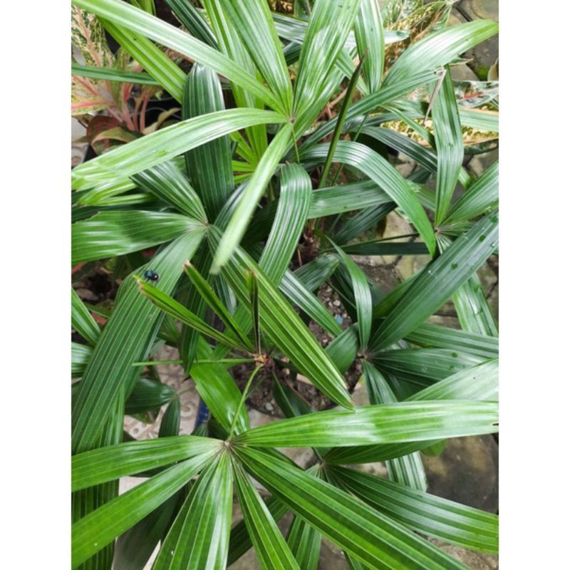Jual Tanaman Hias Palem Waregu - Pohon Palem Regu - Tanaman Hias Hidup ...