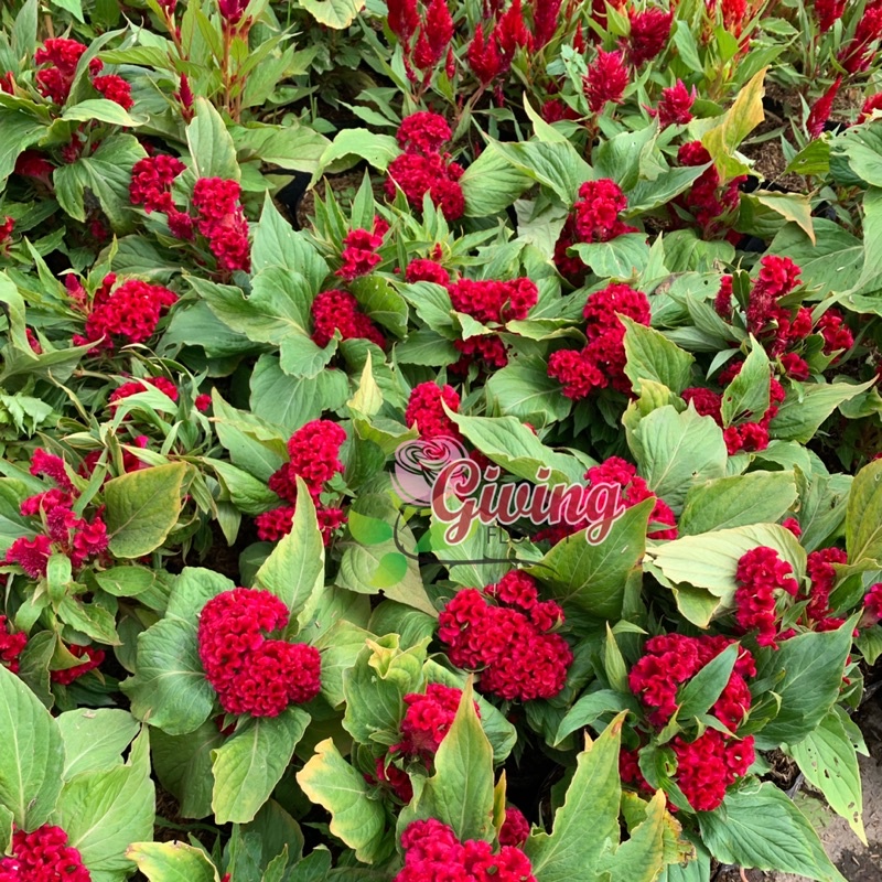 Jual Tanaman Hias Bunga Jengger Ayam / Cellosia Bulat (Sudah Berbunga ...