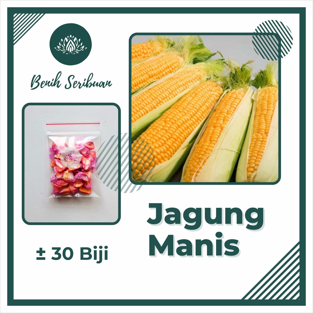 Jual Bibit Sayuran Benih Sayur Sayuran Paket Lengkap Tanaman Hidroponik ...