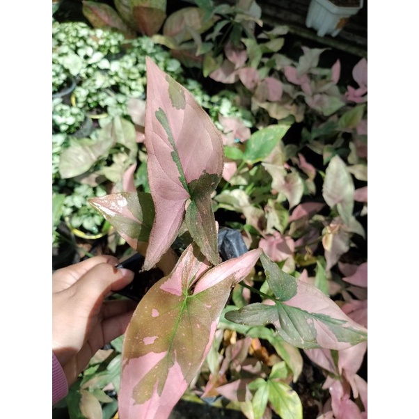 Jual Tanaman Hias Bunga Syngonium Pink Splash Syngonium Batik