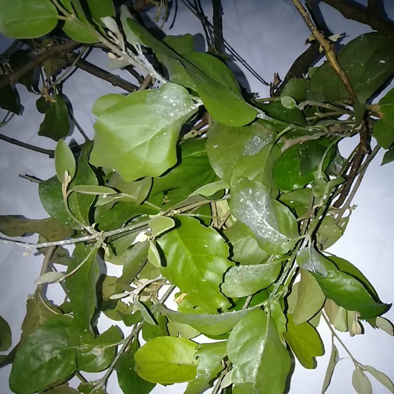 Jual Tanaman Benalu Kemladean Pasilan Jeruk | Shopee Indonesia