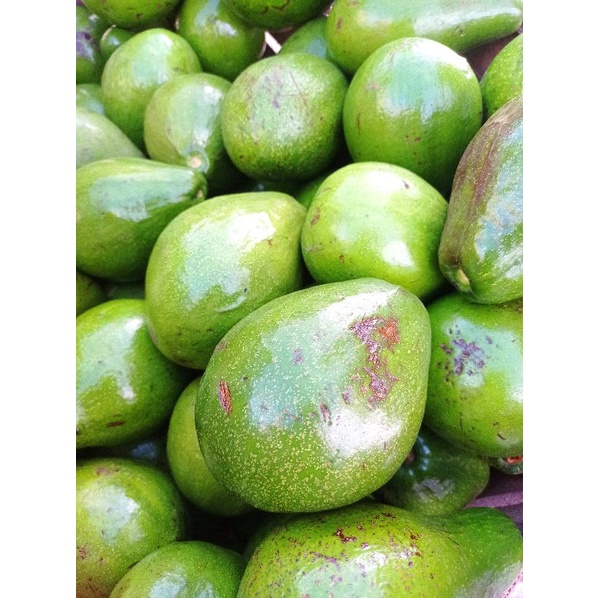 Jual Buah Alpukat mentega apokat | Shopee Indonesia