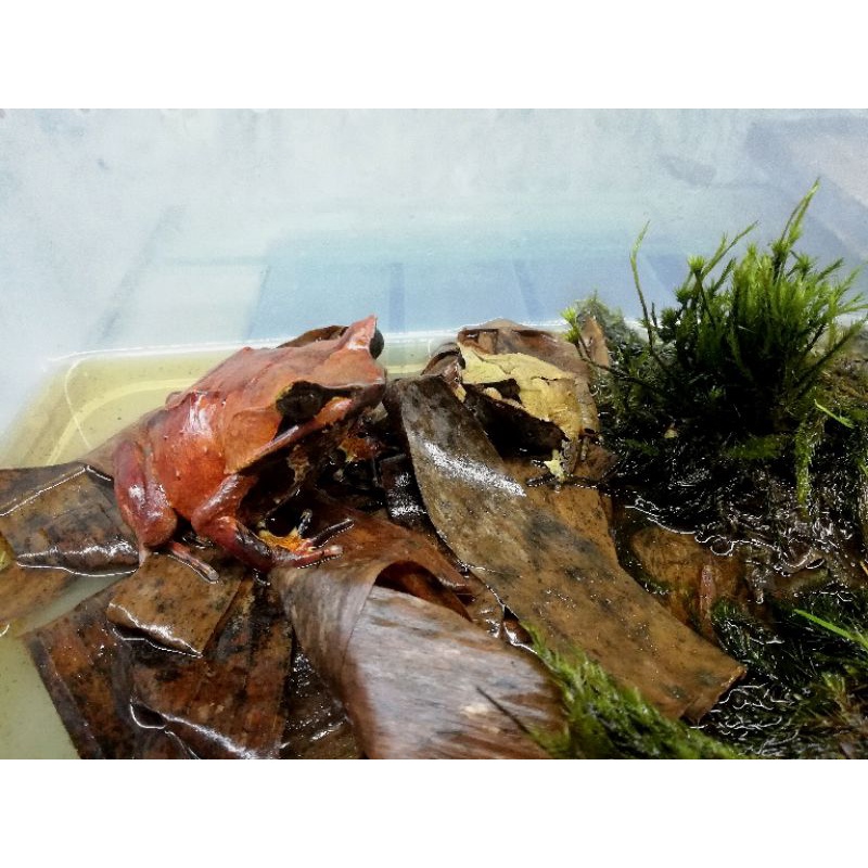 Jual megophrys montana Shopee Indonesia