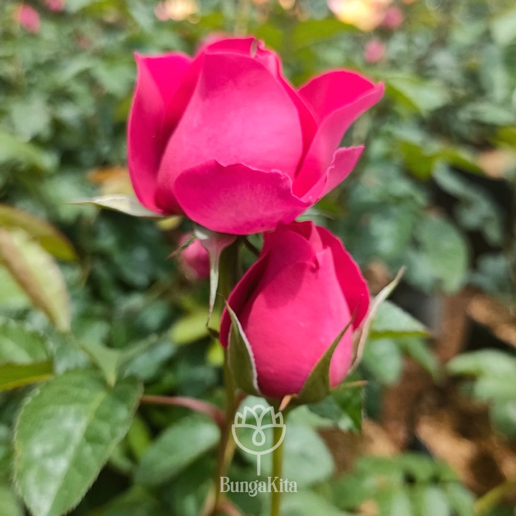 Jual BUNGA MAWAR KATE ROSE UKURAN DEWASA | Shopee Indonesia