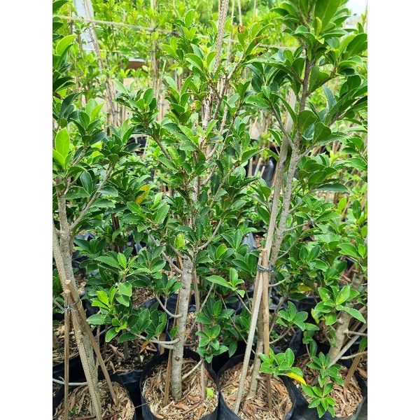Jual Bahan Bonsai Ficus Elegan Shopee Indonesia