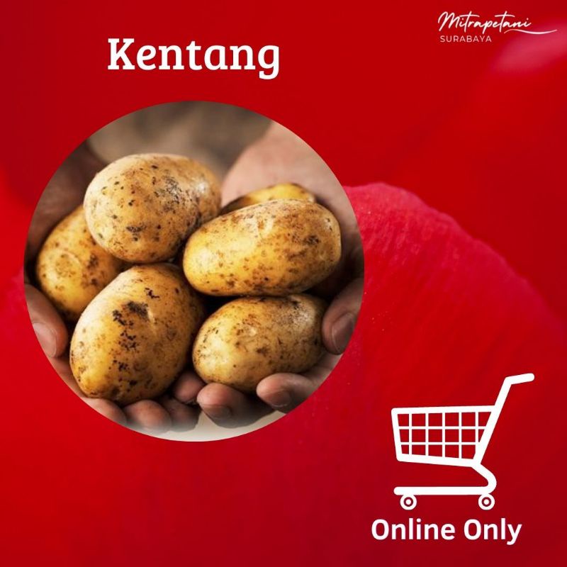 Jual Kentang Segar 500 Gram Kentang Sayur Kentang Sedang Shopee