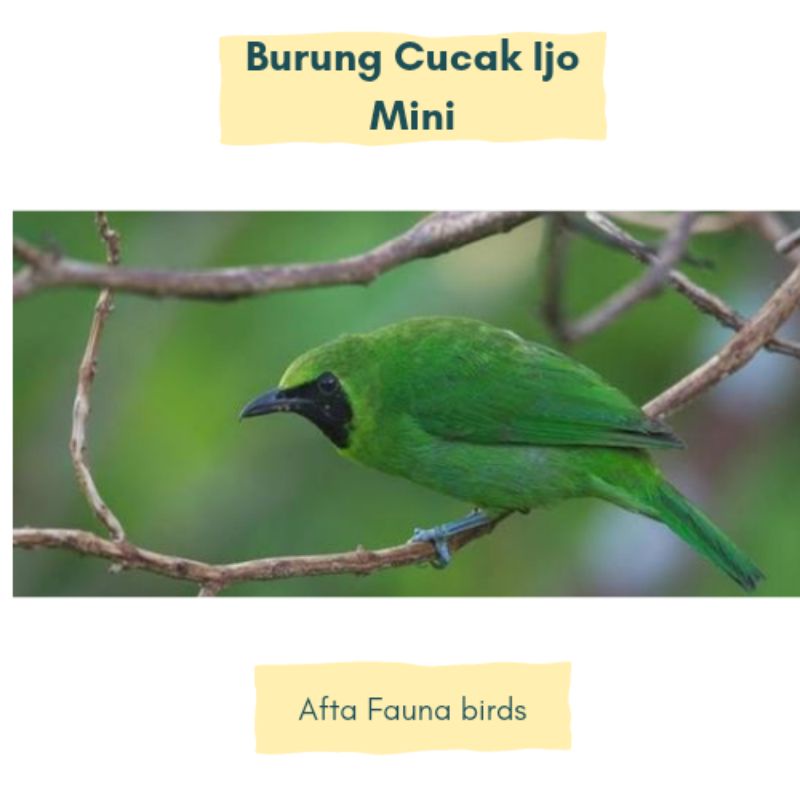 Jual burung cucak ijo mini jantan | Shopee Indonesia