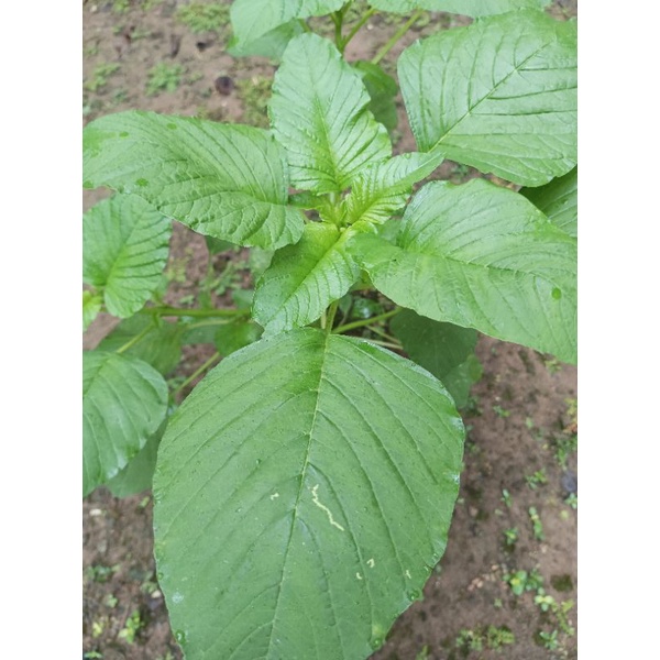 Jual 1500 biji benih sayur bayam raja / bayam petik | Shopee Indonesia