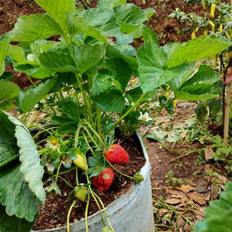 Jual Bibit Strawberry Jenis Red Giant | Shopee Indonesia