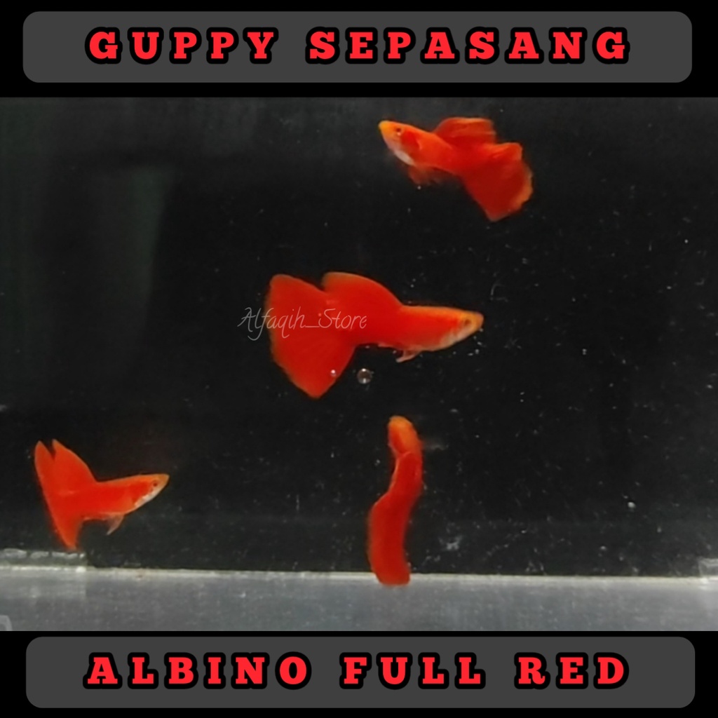 Jual Aksesoris Aquarium Afr Guppy Albino Full Red Sepasang Gupi