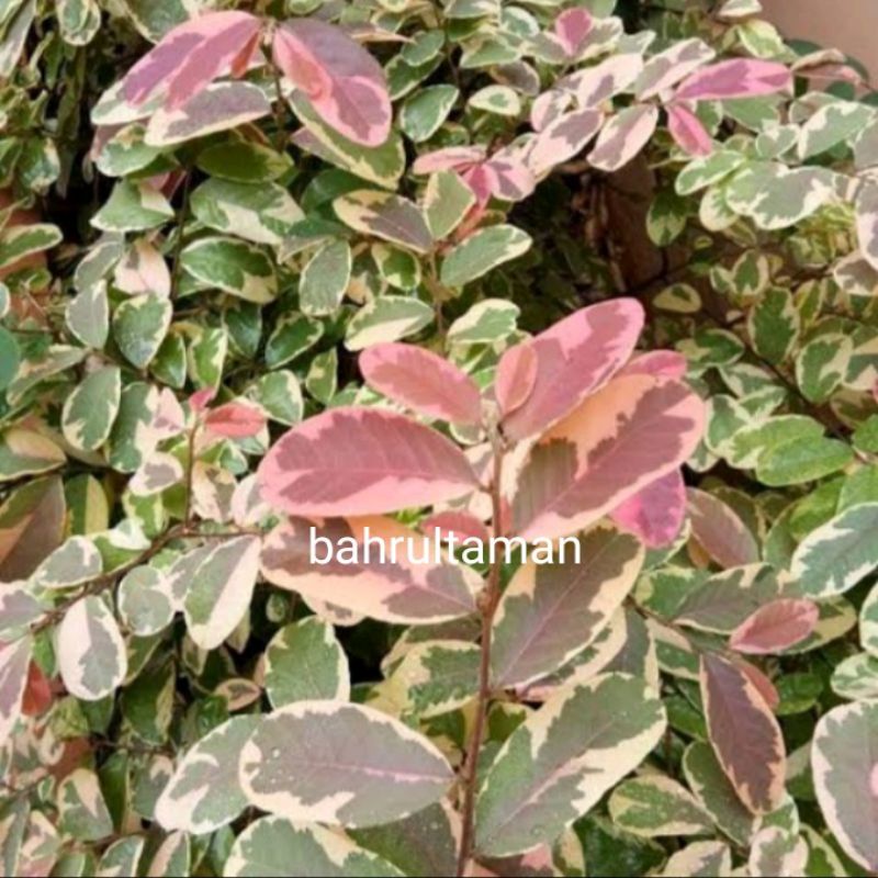 Jual Tanaman Hias Hidup bunga Breynia disticha nivosa pretty pink prety ...