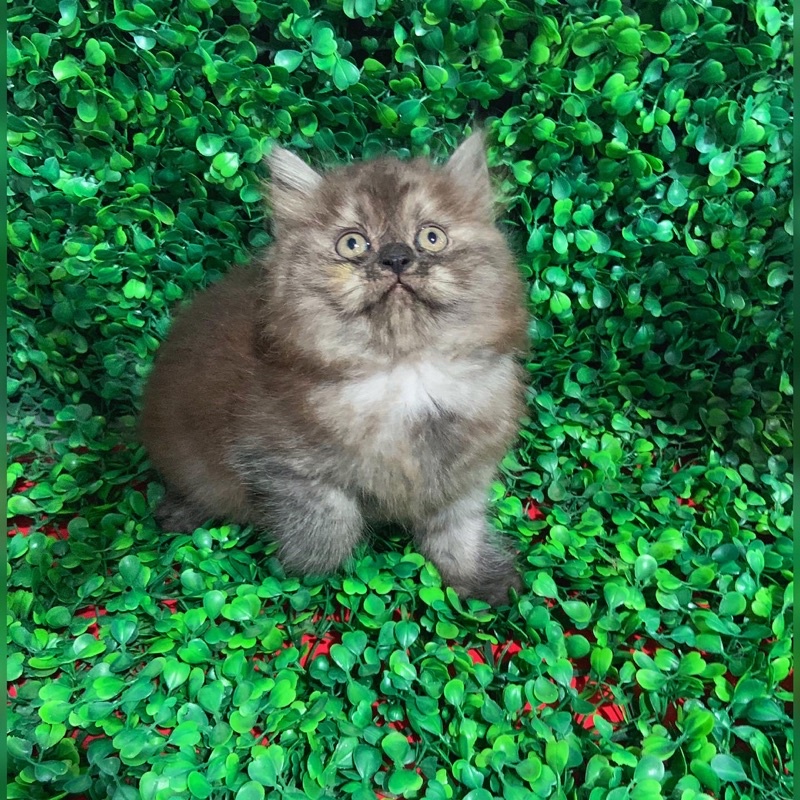 Jual kucing & kitten ras persia abu , calico , silver shade , himalaya ...