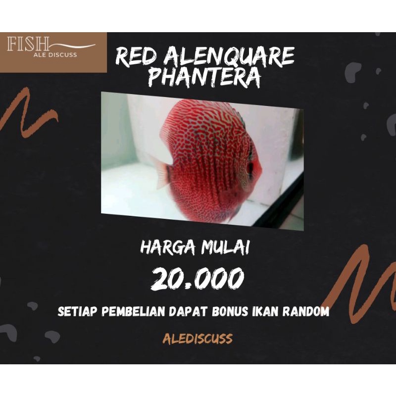 Jual Ikan discus red alenquare phantera 1,5cm | Shopee Indonesia