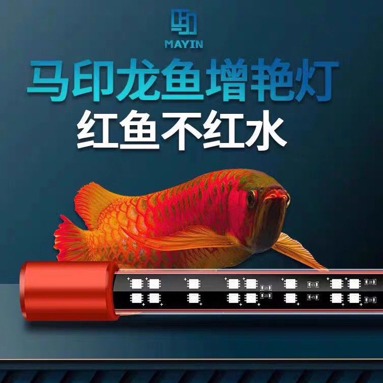 Jual LAMPU LED VIEW KANDILA PRO RED AQUARIUM IKAN AROWANA / ARWANA ...