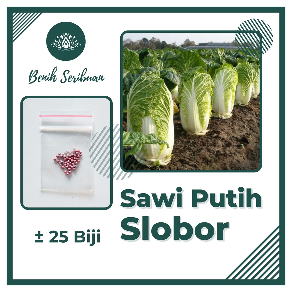 Jual Benih Seribuan Aneka Bibit Sawi Sawian Tanaman Sayur Sayuran