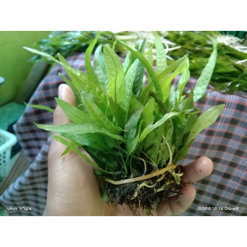 Jual 1 ikat kadaka mini Java fern hiasan aquarium Aquascape | Shopee ...