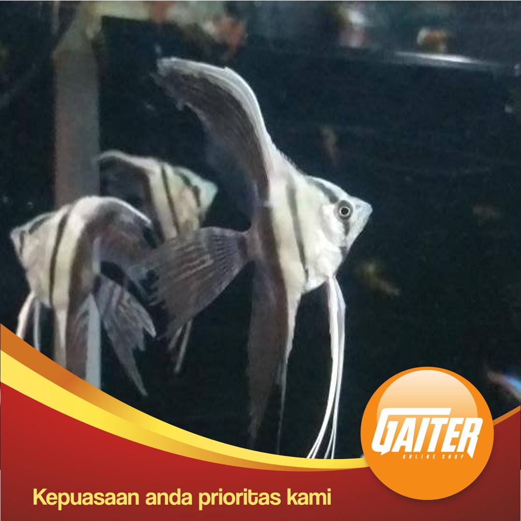 Jual Ikan Hias Manfish BW Slayer | Shopee Indonesia