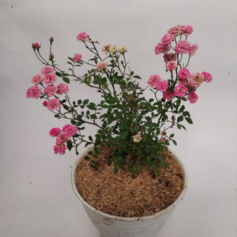 Jual Tanaman Hias Baby Rose/ mawar mini | Shopee Indonesia