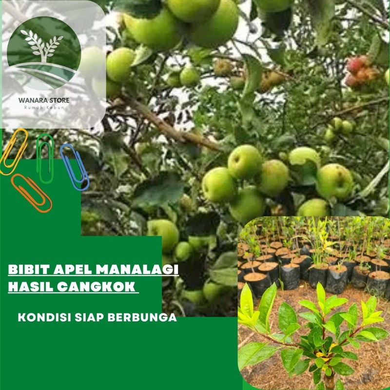 Jual Bibit Tanaman Buah Apel Manalagi Shopee Indonesia