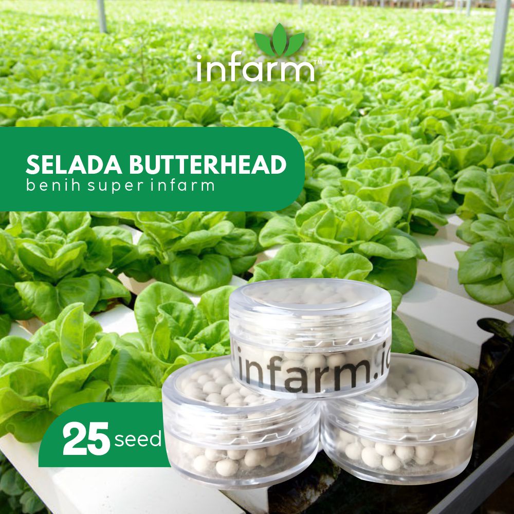 Jual TANDURI Benih Premium Rz Rijk Zwaan Rex Selada Butterhead