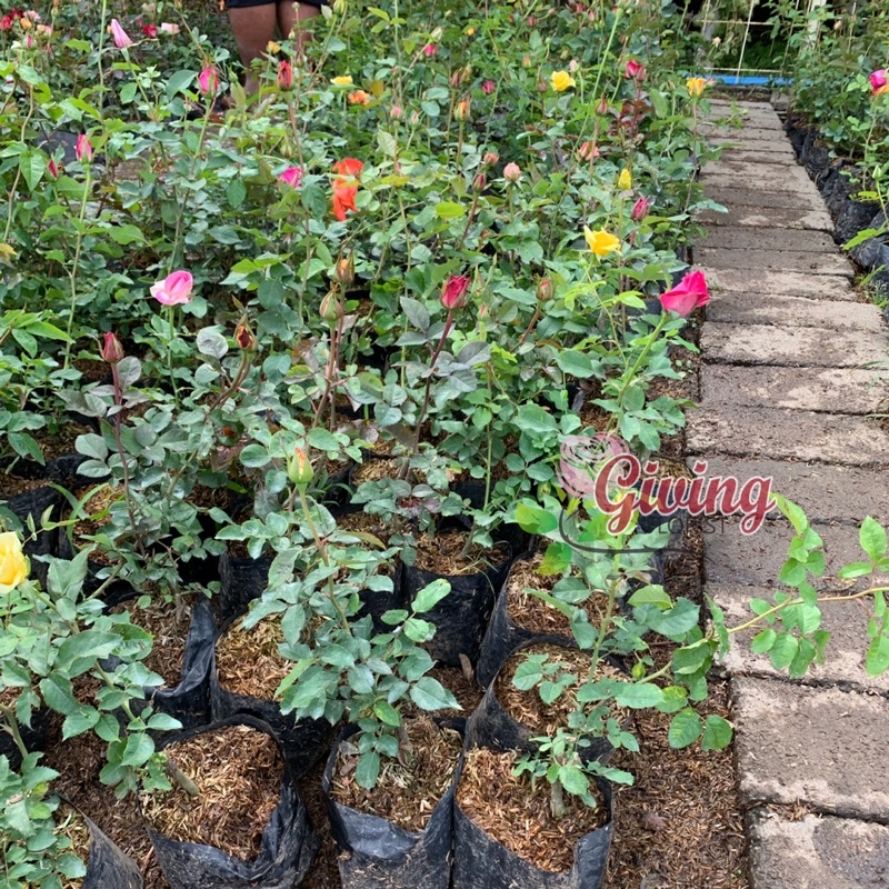 Jual Tanaman Hias Bunga Mawar Import Kate Rose (Sudah berbunga ...