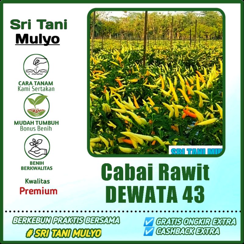 Jual 50 Biji Benih Cabai Rawit Dewata 43 F1 Bibit Tanaman Sayur Sayuran Cabe Cabai Viral 