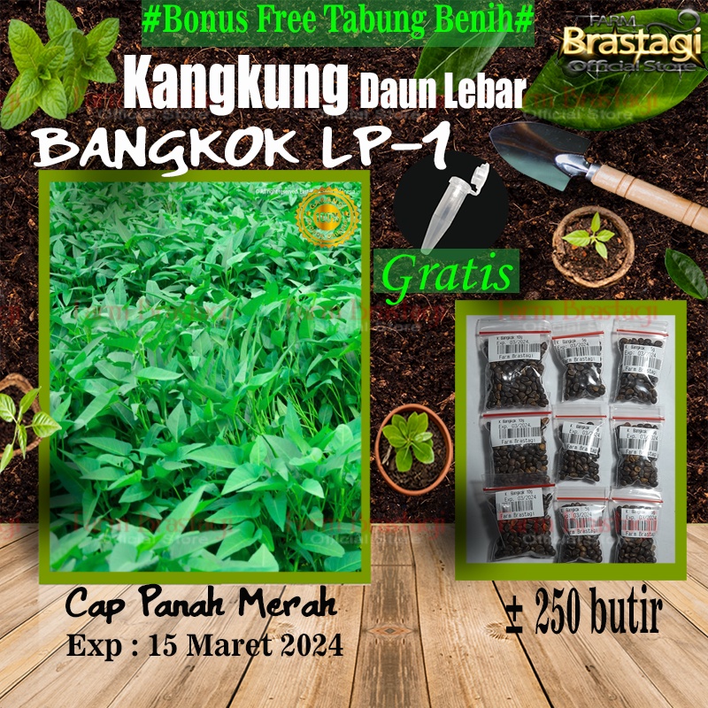 Jual Benih Kangkung Bangkok Daun Lebar Sayuran Hidroponik Hijau Unggul