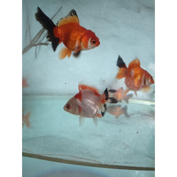 Jual IKAN MAS KOKI ORANDA GEN TRI COLOR | Shopee Indonesia