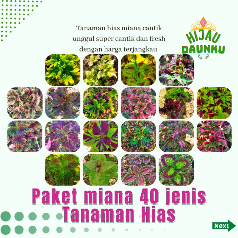 Jual Miyana Tanaman Hias Hidup Miana Coleus Benth Paket Tanaman Hias Mempercantik Halaman Rumah