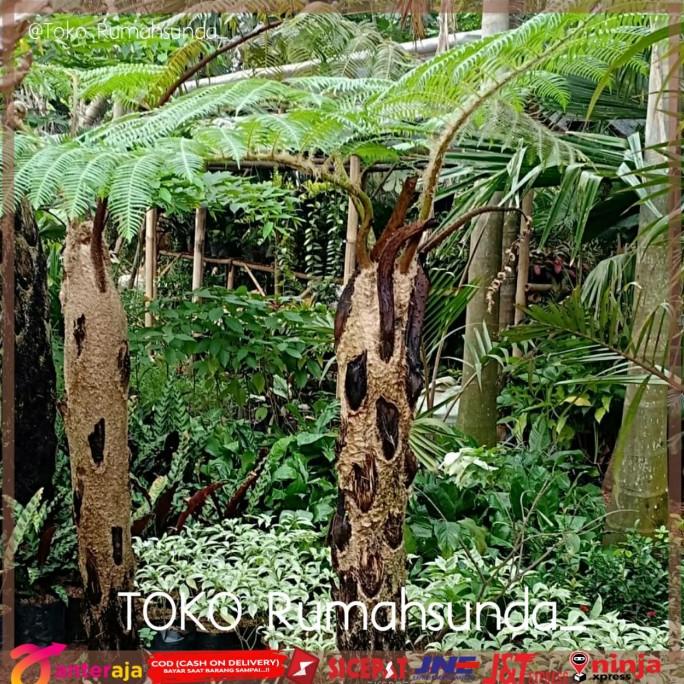 Jual Tanaman pakis monyet / Tanaman paku tiang /Pakis monyet tinggi 1 ...