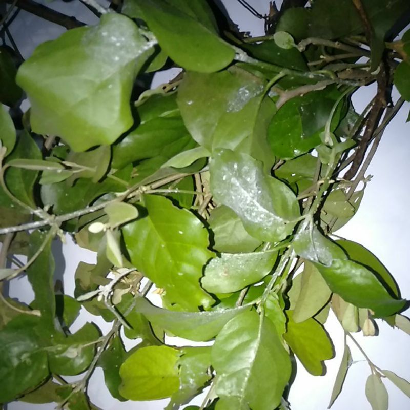 Jual tanaman Benalu Kemladean Pasilan Jeruk | Shopee Indonesia