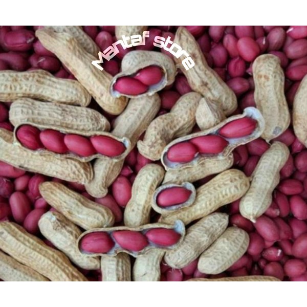 Jual Benih Kacang Tanah Kulit Merah Super Isi 100 Gram Shopee Indonesia