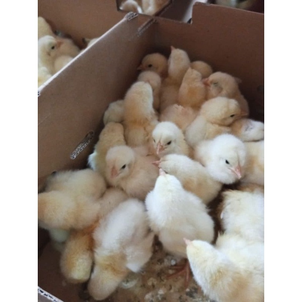 Jual Bibit Ayam Broiler - DOC Broiler - Anak Ayam Broiler | Shopee ...