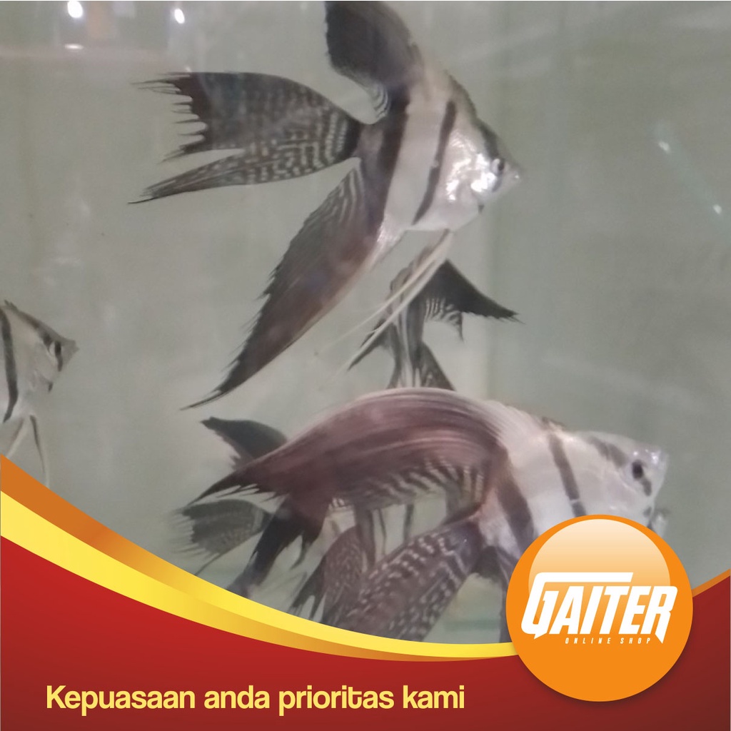 Jual Ikan Hias Manfish BW Slayer | Shopee Indonesia